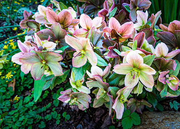 Close up of a large cluster of Helleborus Blossoms in a Cape Cod garden