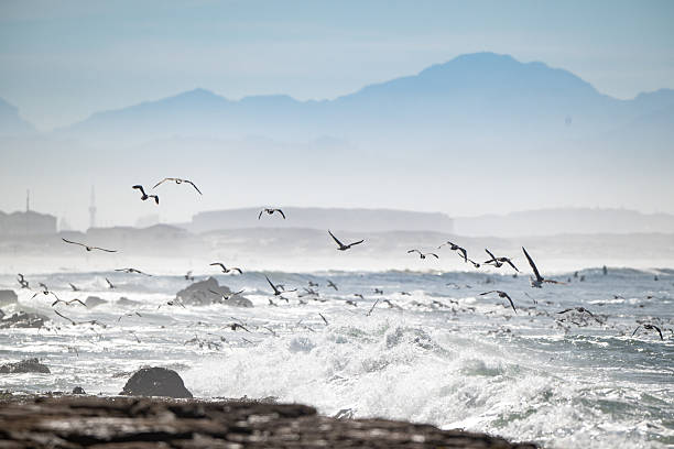 Seagulls diving and feeding in the sea