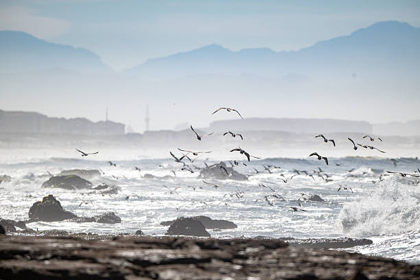 Seagulls diving and feeding in the sea