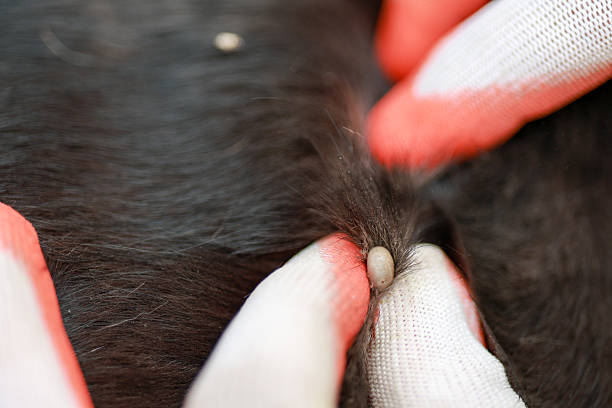istock A veterinarian conducts a tick removal procedure on a pet, gently pulling the tick from the animal's fur to ensure its health and safety. The process requires careful attention to avoid harm 2213109585