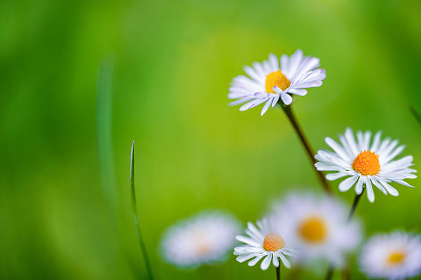 Macro shot of white daisies with yellow centers blooming on a vibrant green meadow. Bright springtime floral background with soft bokeh and natural lighting.