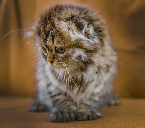 Close-up of a fluffy tabby kitten with folded ears sitting on a brown fabric surface. Ideal for pet themes, cuteness, domestic animals, and cozy indoor settings.