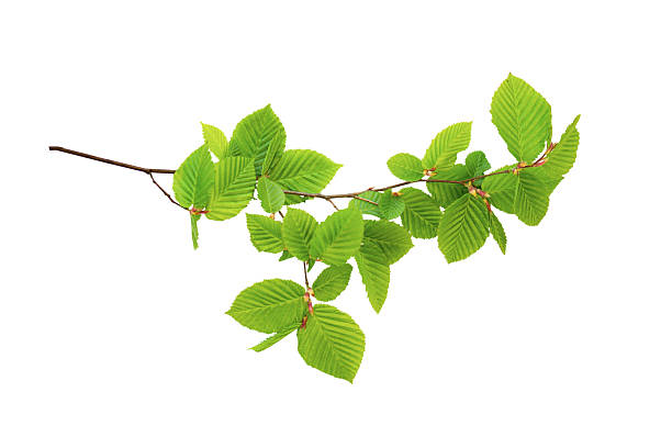 istock Fresh Green Branch with Young Leaves Isolated on White 2213110967