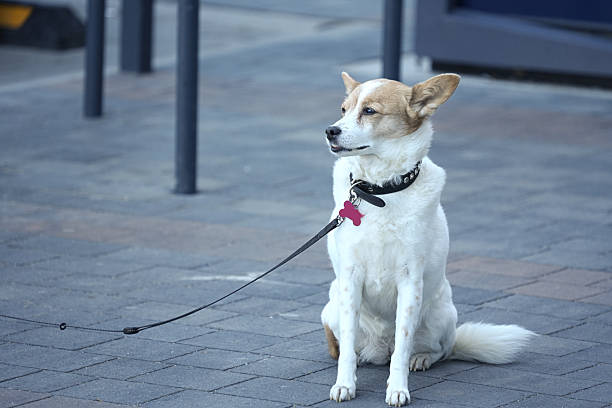 istock Norrbottenspitz - small dog sitting waiting for his master on a leash 2213116172