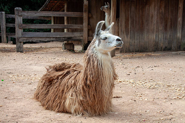 Llamas are domesticated South American camelids, known for their gentle nature and unique appearance. They are often used as pack animals and for their wool.