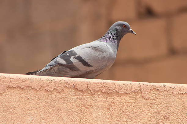 istock Rock Dove Close Up, Common Pigeon 2213120677