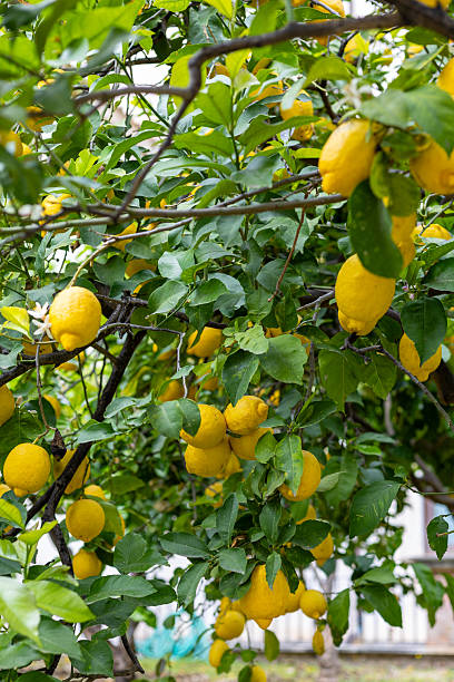 istock Lemon tree laden with ripe fruit in a lush garden during late summer 2213120969