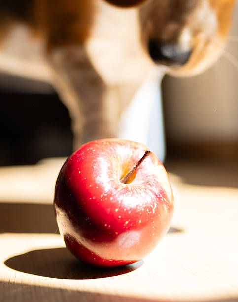istock Beagle dog looking at a red apple on a wooden table 2213121324