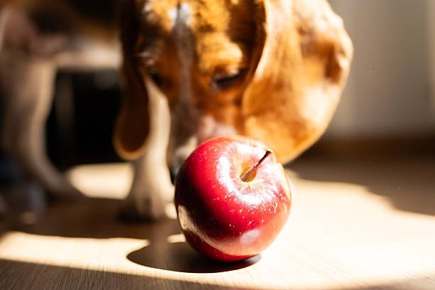 istock Beagle dog smelling a red apple on the floor 2213121331