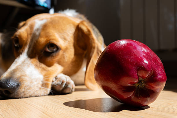 istock Beagle dog looking at a red apple on wooden floor 2213121332