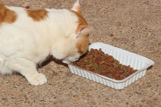A white and orange cat eating food