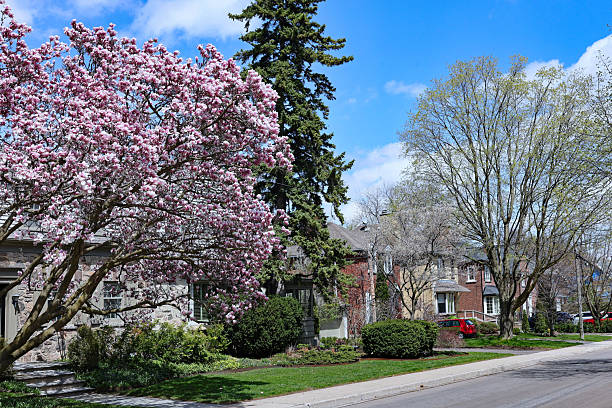 istock Suburban street in springtime with magnolia tree in bloom 2213122152