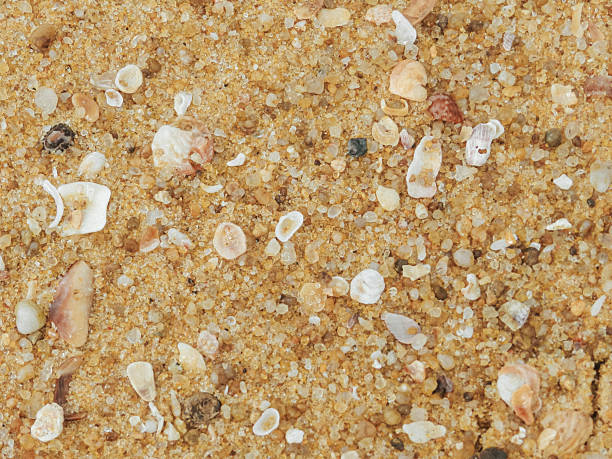 Sand crystals and seashells closeup