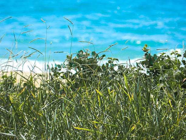 Leaves and branches of a green foliage and blue ocean in the background