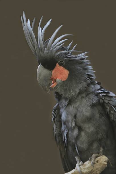 istock palm cockatoo 2213122370