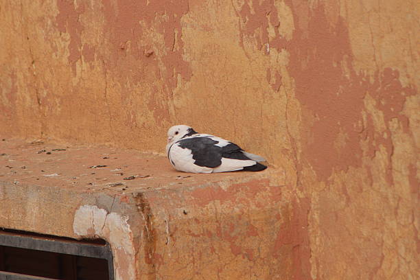 White and Black Pigeon Sitting on a Building