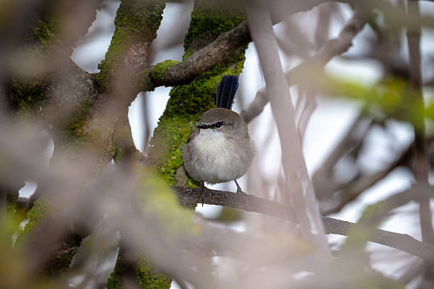 A Superb Fairy-wren (Malurus cyaneus) inside the brances of a shrub, alert and agile as it searches for tiny insects to eat.