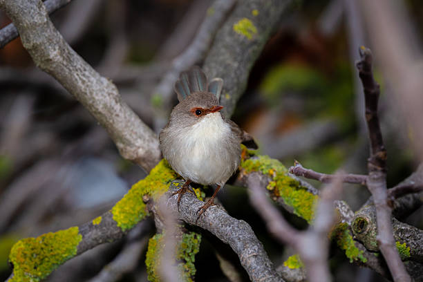 A Superb Fairy-wren (Malurus cyaneus) inside the brances of a shrub, alert and agile as it searches for tiny insects to eat.