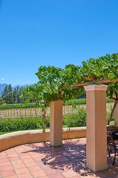 A peaceful terrace shaded by a lush vine-covered structure overlooks a picturesque vineyard in South Africa. The earthy tones of the tiled floor complement the vibrant greenery on a sunny day.