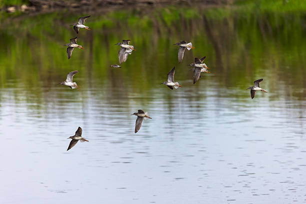 istock Flock of wading birds in flight 2213123401