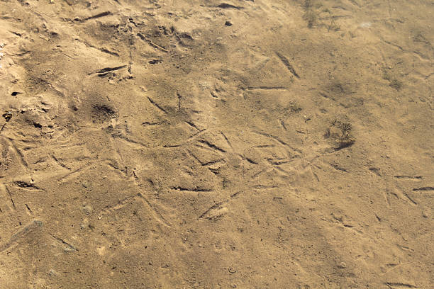 istock Bird foot prints tracks on a sandy underwater surface 2213128472