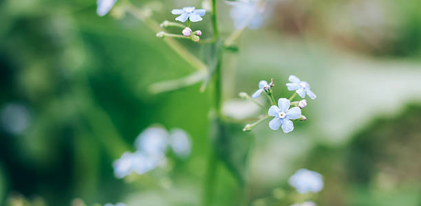 istock Blooming flower bushes myosotis close-up 2213129563