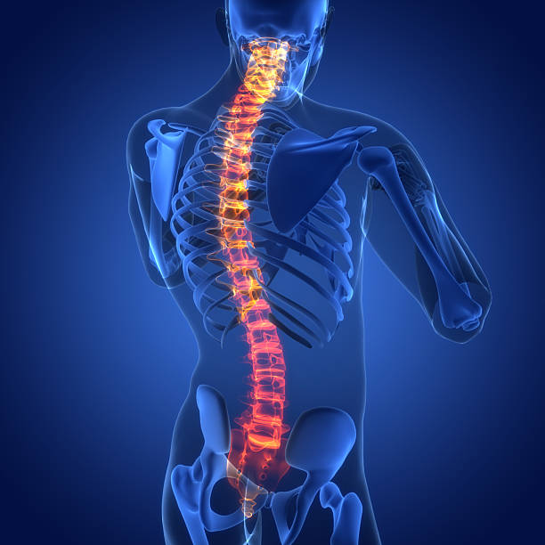 istock Spinal Cord Vertebral Column of Human Skeleton System Anatomy 2213130333