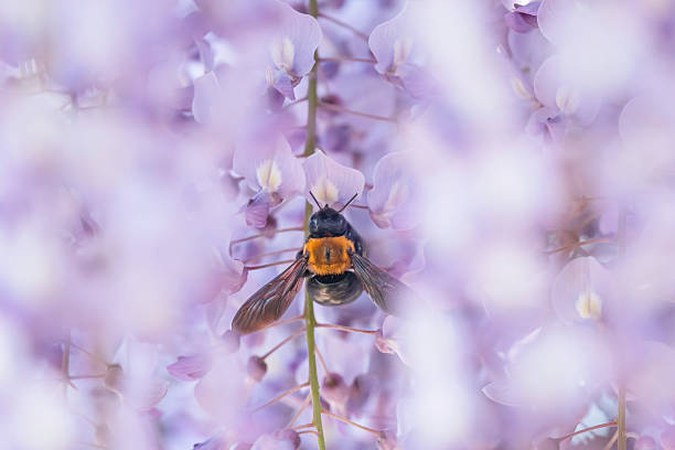 Wisteria flowers and insects - Background material with the image of early summer