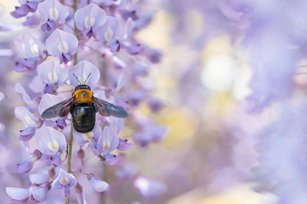 Wisteria flowers and insects - Background material with the image of early summer