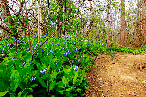 istock Bluebell Trail, Three Creeks Metro Park, Columbus, Ohio 2213131224