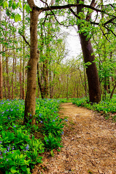 istock Bluebell Trail, Three Creeks Metro Park, Columbus, Ohio 2213131294