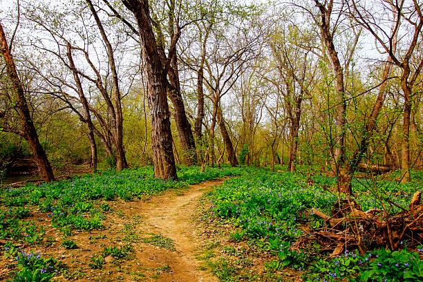 wild tulip flower grow up in forest nature outdoor vivid green environment space spring time blossom season