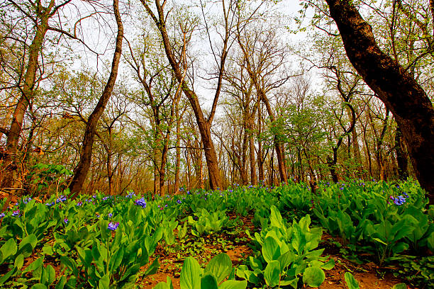 Bluebell Trail, Three Creeks Metro Park, Columbus, Ohio
