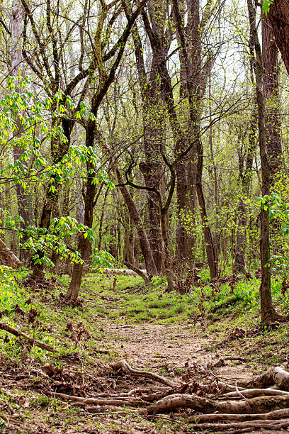 istock Bluebell Trail, Three Creeks Metro Park, Columbus, Ohio 2213131627