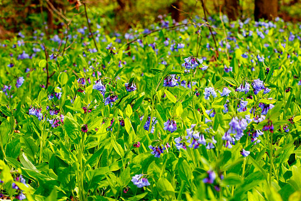istock Bluebell Trail, Three Creeks Metro Park, Columbus, Ohio 2213131658