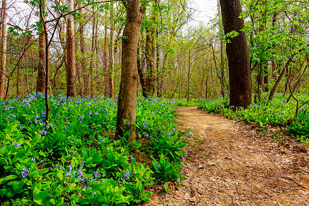 istock Bluebell Trail, Three Creeks Metro Park, Columbus, Ohio 2213131683