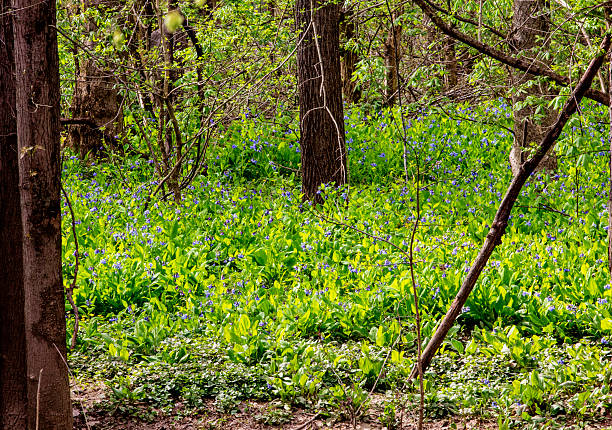 Bluebell Trail, Three Creeks Metro Park, Columbus, Ohio