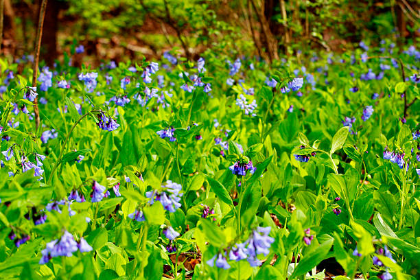 istock Bluebell Trail, Three Creeks Metro Park, Columbus, Ohio 2213131848