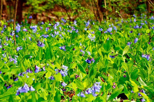 istock Bluebell Trail, Three Creeks Metro Park, Columbus, Ohio 2213131883