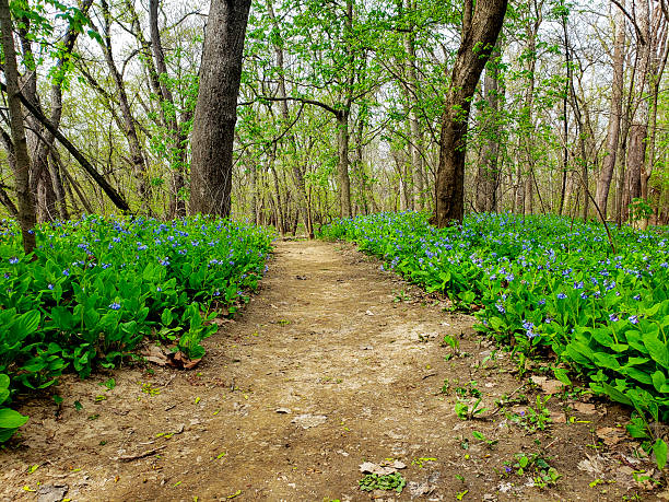 istock Bluebell Trail, Three Creeks Metro Park, Columbus, Ohio 2213131935