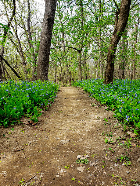 istock Bluebell Trail, Three Creeks Metro Park, Columbus, Ohio 2213131958