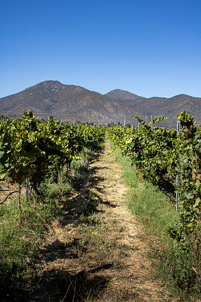 istock Authentic Moment at an Organic Vineyard in Chile 2213132928