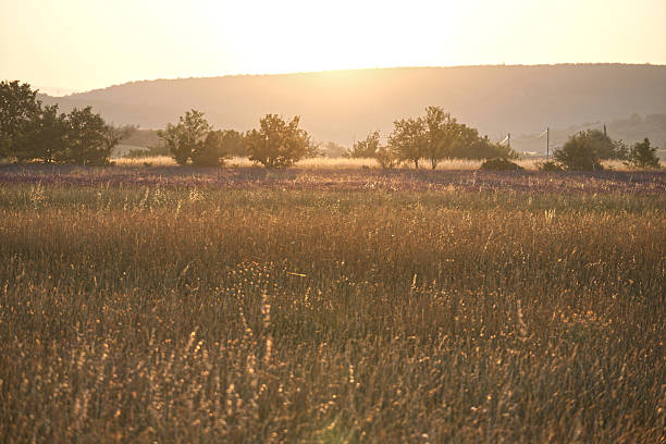 Soft light in the early morning
