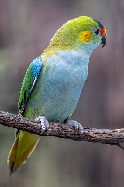 istock Purple-crowned Lorikeet 2213133185