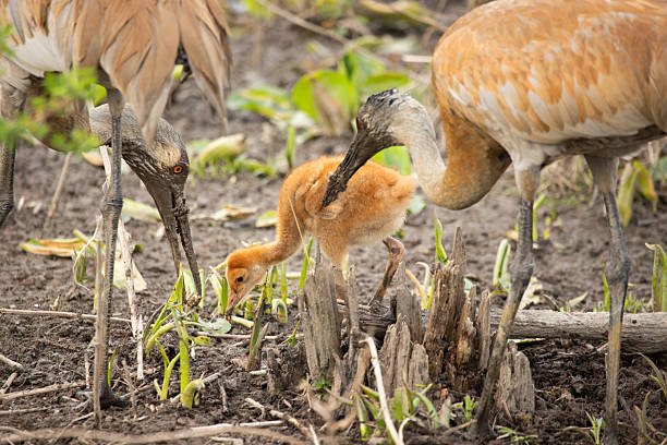 Photograph of a sandhill crane family. The parent's beaks and faces are covered in mud from foraging for food and having found some they are feeding their young colt.