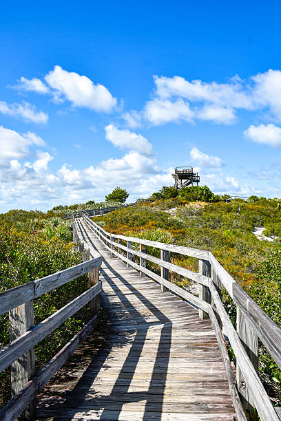 istock Boardwalk leading up to an observation tower at Jonathan Dickinson State Park in Martin County, Florida. 2213135417