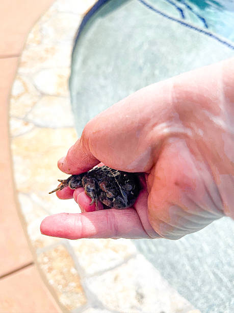 istock Small frog in a woman’s hand 2213135463