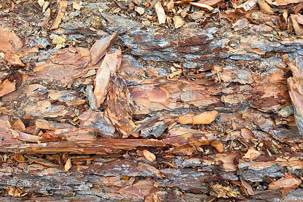 Close-Up of Tree Bark Texture for Nature-Themed Designs and Backgrounds