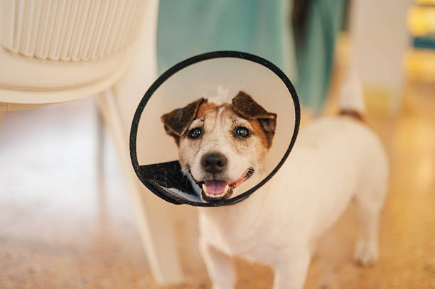 small dog recovering from medical procedure, wearing plastic cone around neck, post-vet recovery at home, domestic pet care, jack russell health and rehabilitation, pet wellness concept