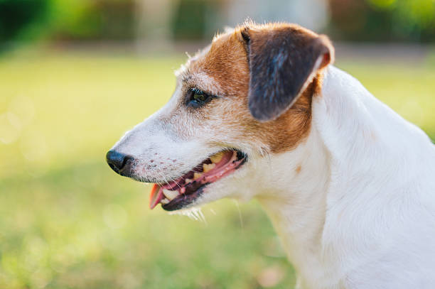 close up of terrier breed outdoors in natural light, alert facial expression, white and brown dog in focus with blurred background, outdoor pet lifestyle, loyal companion in quiet moment